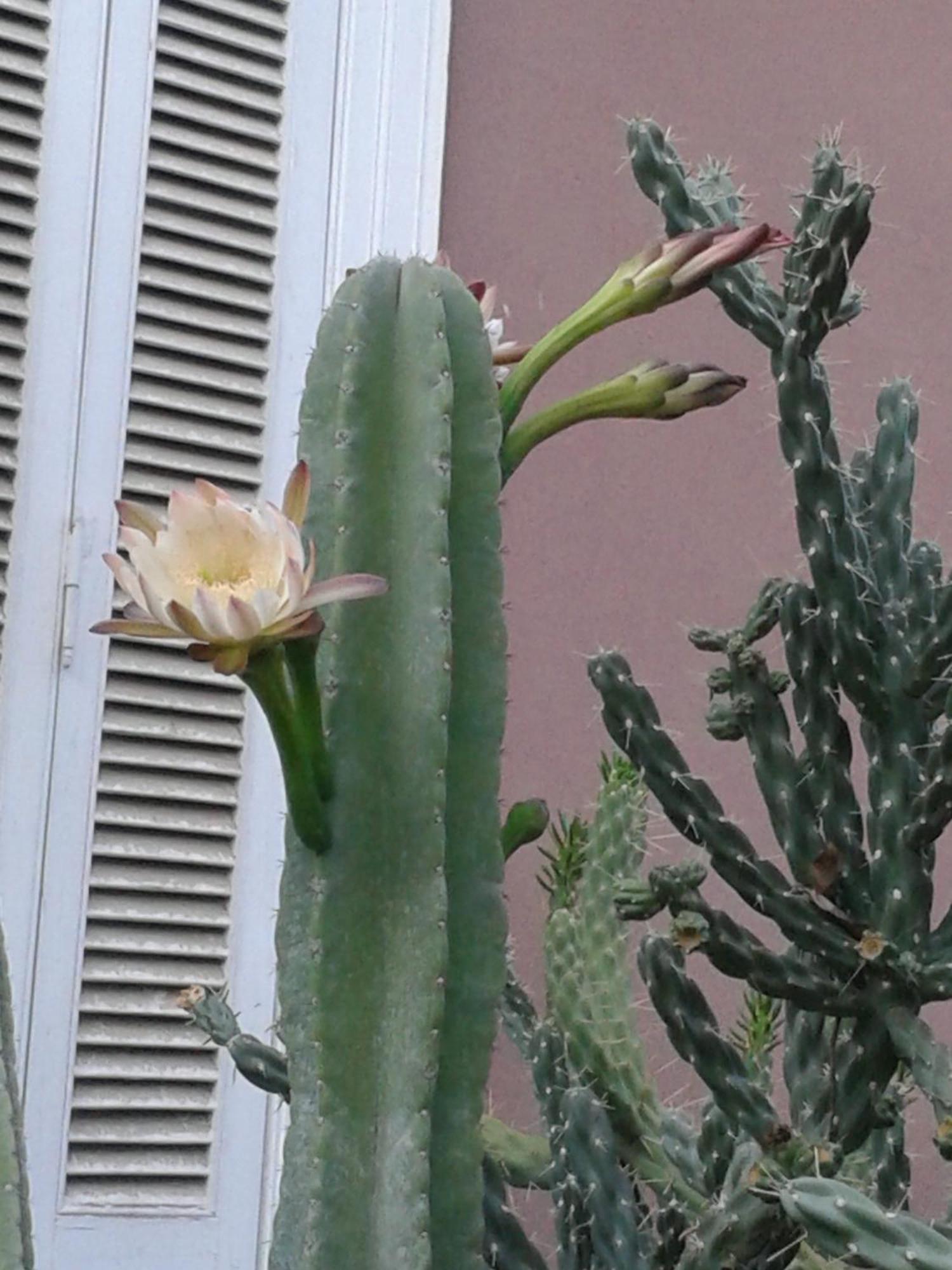 Casco El Trapiche Bed & Breakfast Godoy Cruz Room photo